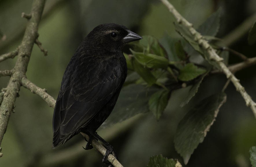 Shiny Cowbird - ML392055531