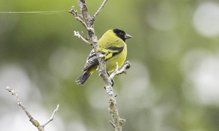 Hooded Siskin - Sergio Rivero Beneitez