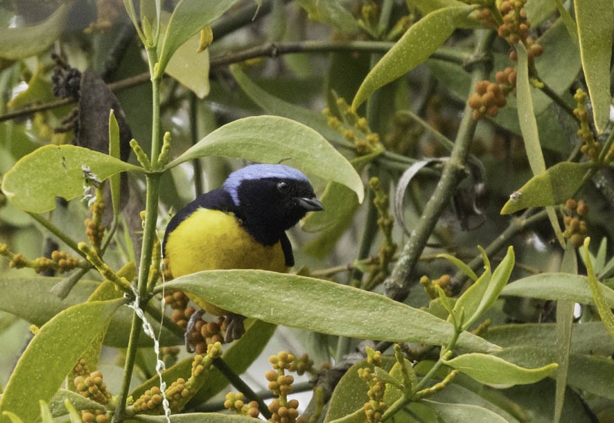 Golden-rumped Euphonia - Sergio Rivero Beneitez