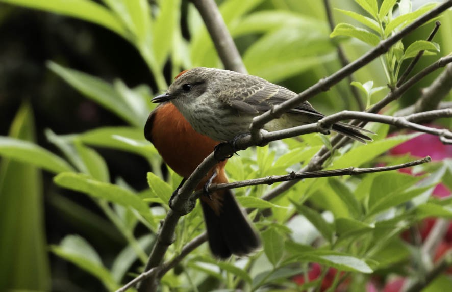 Vermilion Flycatcher - ML392055571