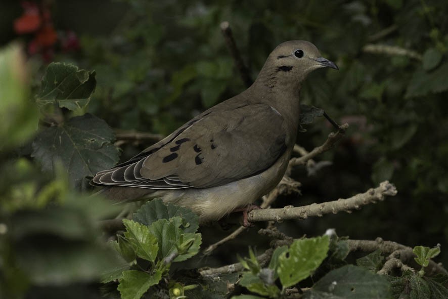 Eared Dove - ML392055611