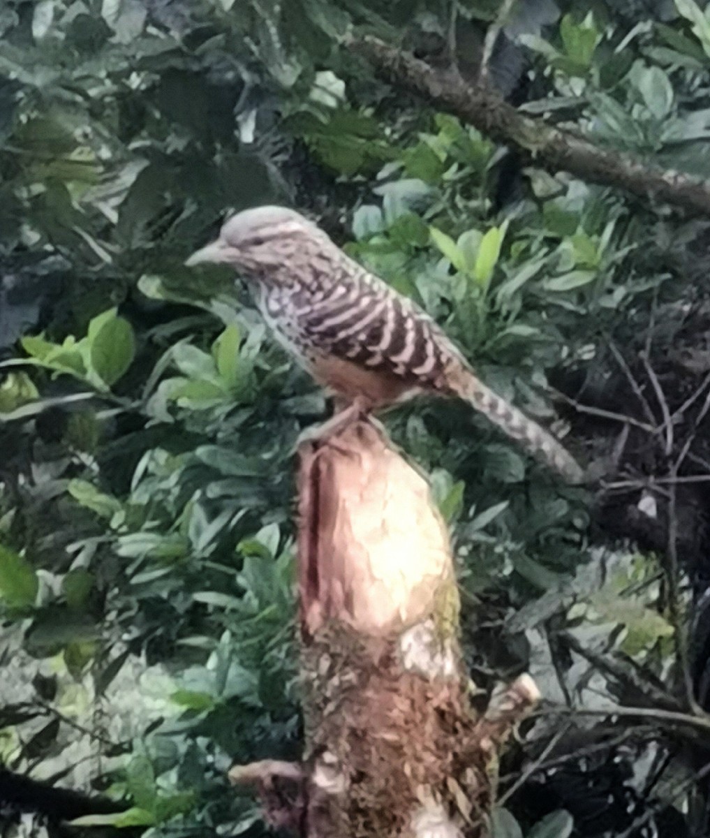 キバラサボテンミソサザイ - ML392055681