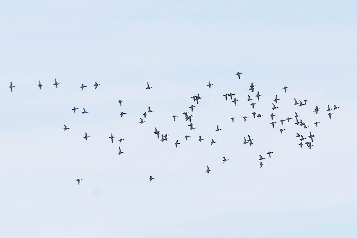 Чернь американська - ML392059181