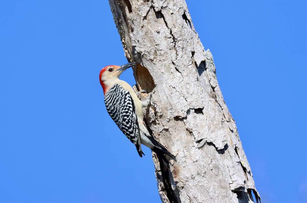 Red-bellied Woodpecker - ML392060451