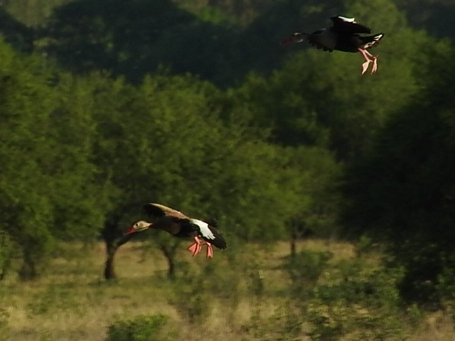 Black-bellied Whistling-Duck - ML392061861