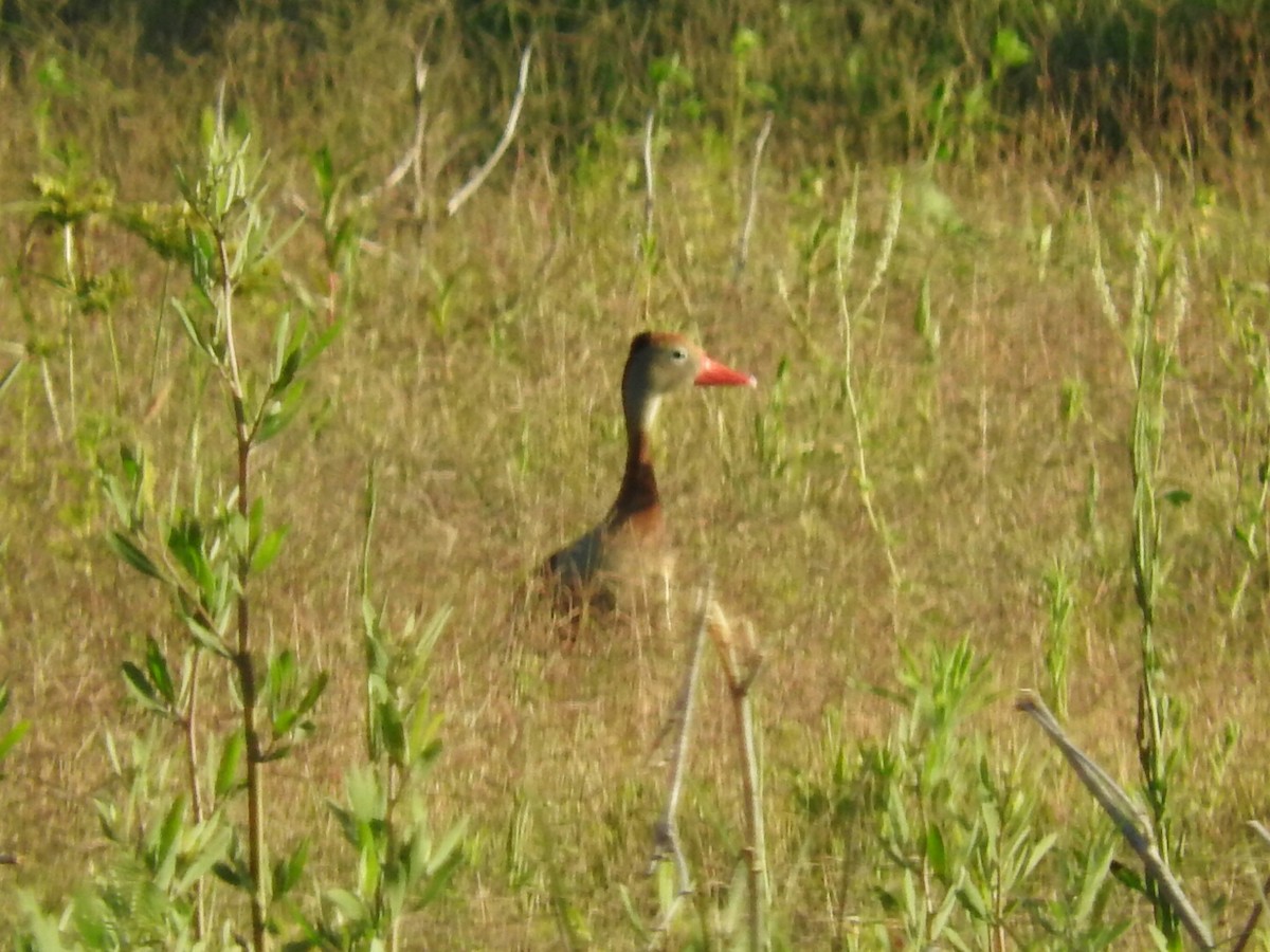 Black-bellied Whistling-Duck - ML392061881