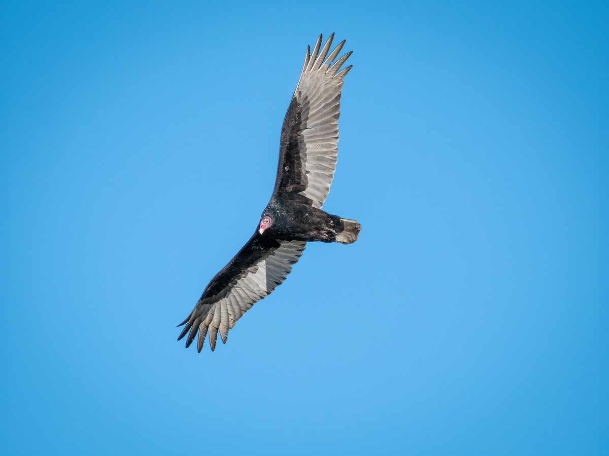 Turkey Vulture - ML392061891