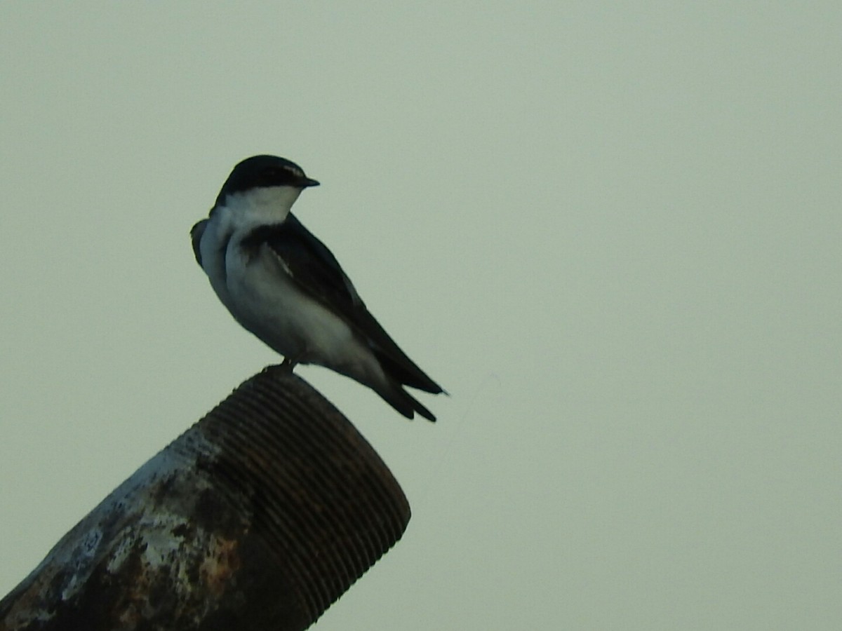 White-rumped Swallow - ML392062211