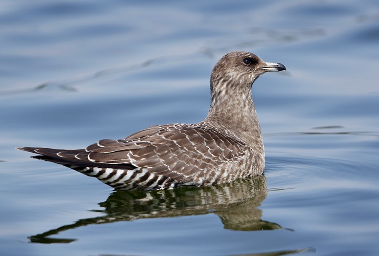 Long-tailed Jaeger - PK Spaulding