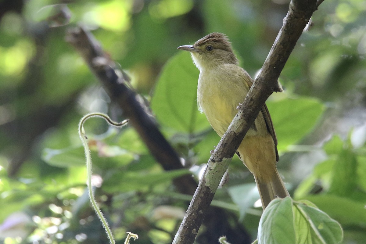 Olive Bulbul (Olive) - ML392062341