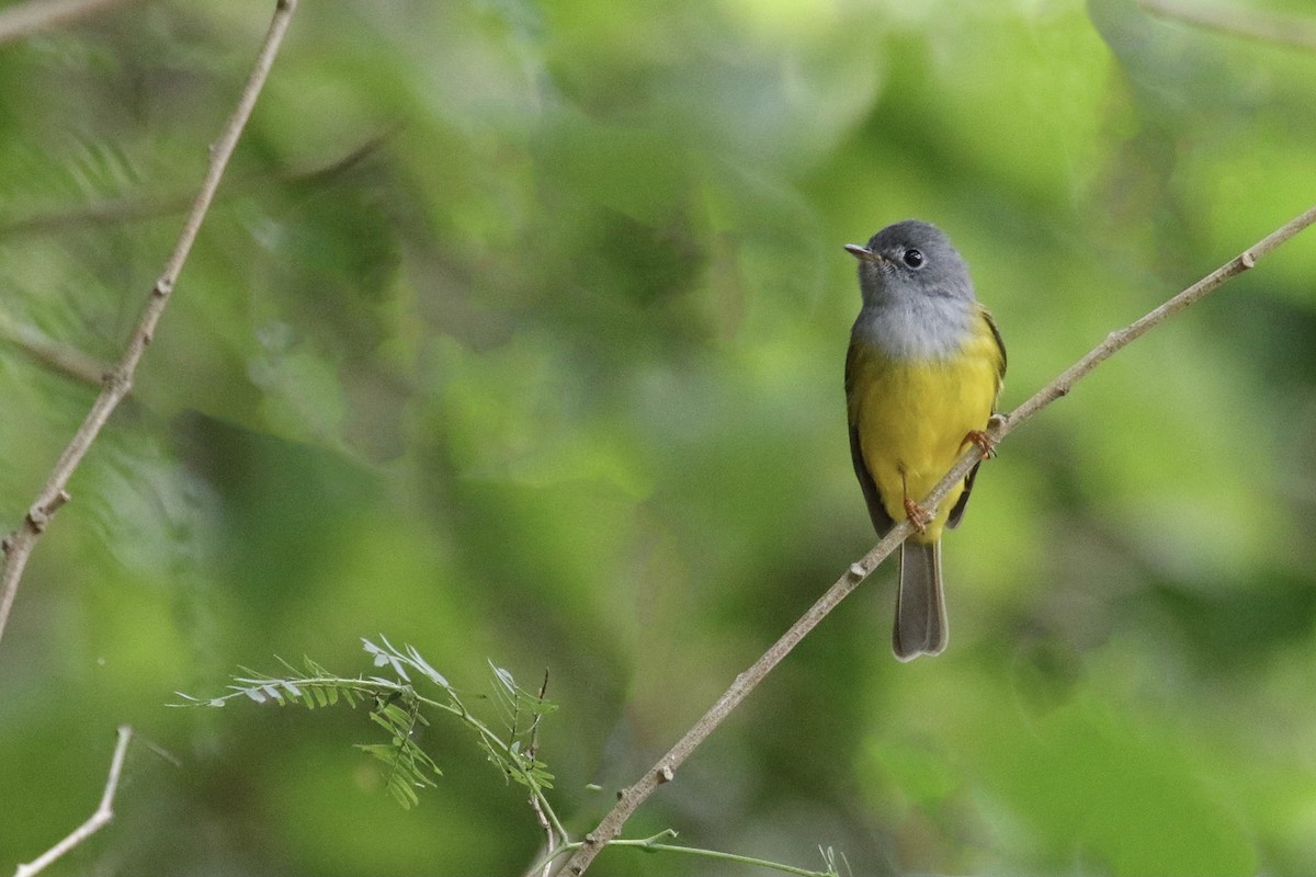 Gray-headed Canary-Flycatcher - ML392062421