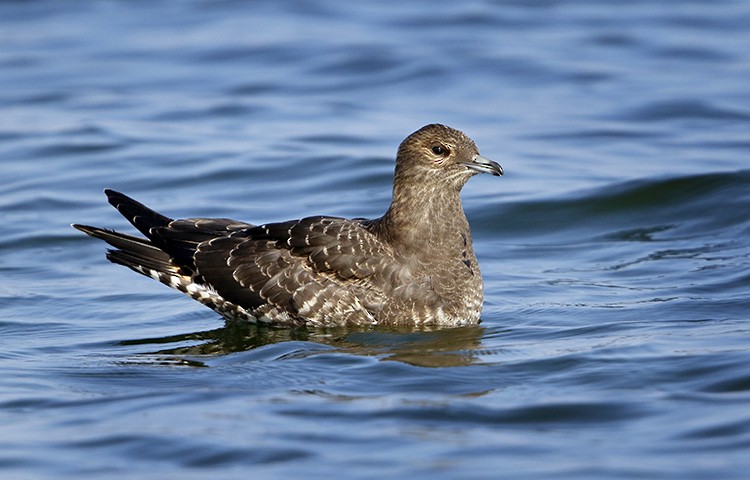 Parasitic Jaeger - ML392062581