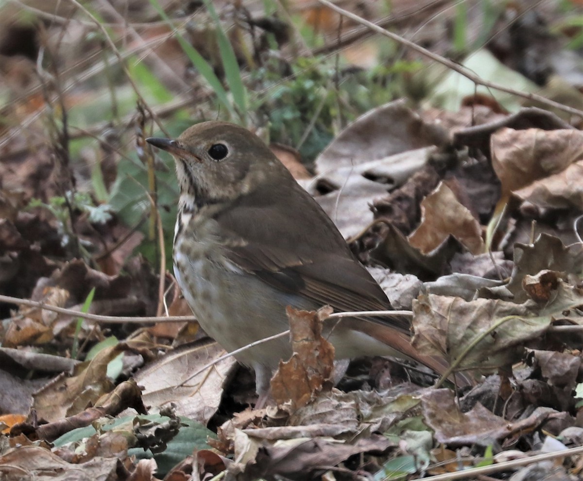 Hermit Thrush - ML392063781