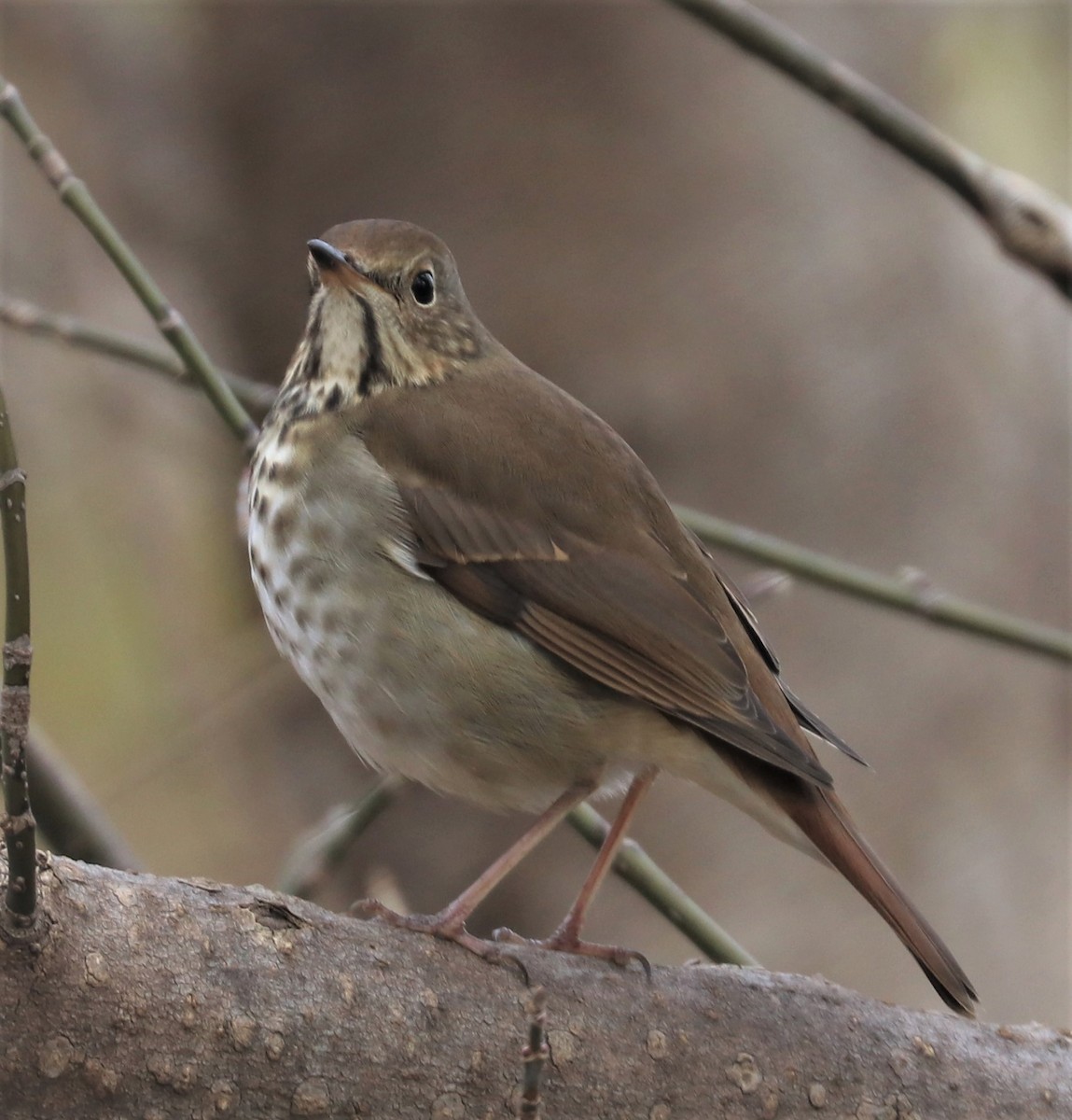 Hermit Thrush - ML392063971