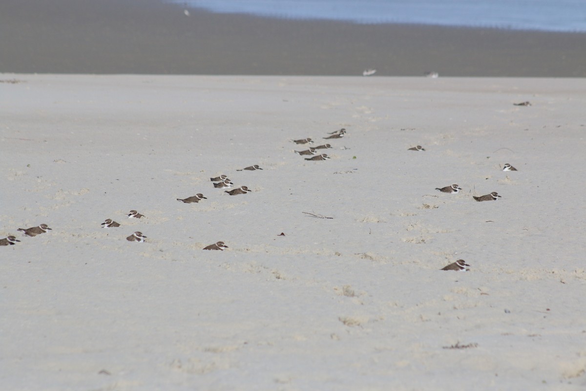 Wilson's Plover - ML39206401