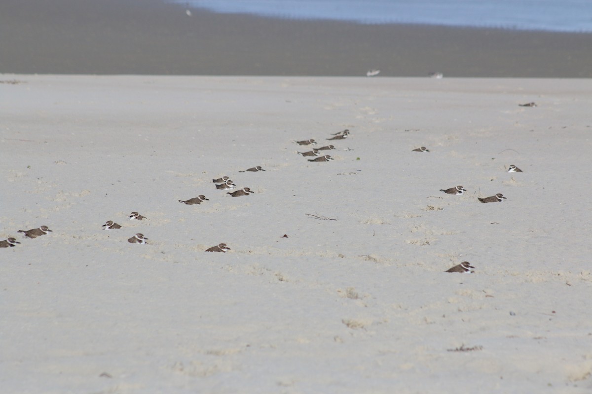 Wilson's Plover - Adam Hull