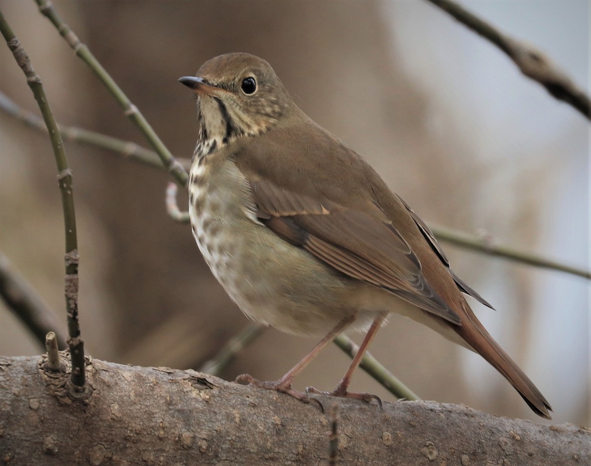 Hermit Thrush - ML392064131