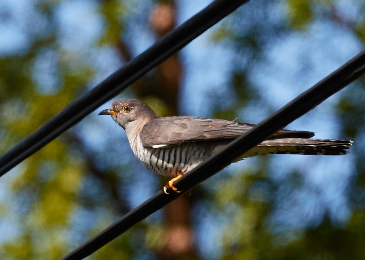 Coucou gris - ML39206421