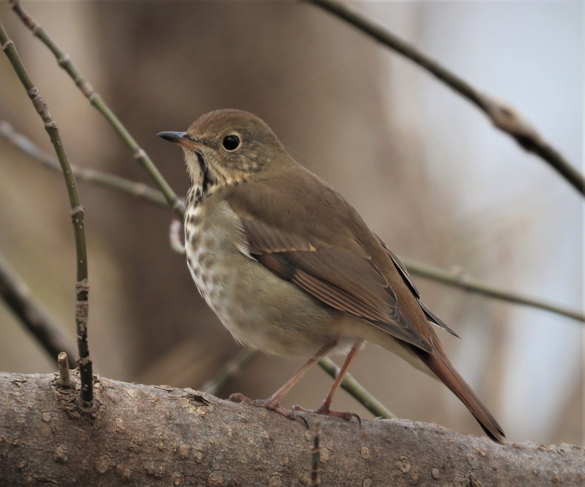 Hermit Thrush - ML392064271