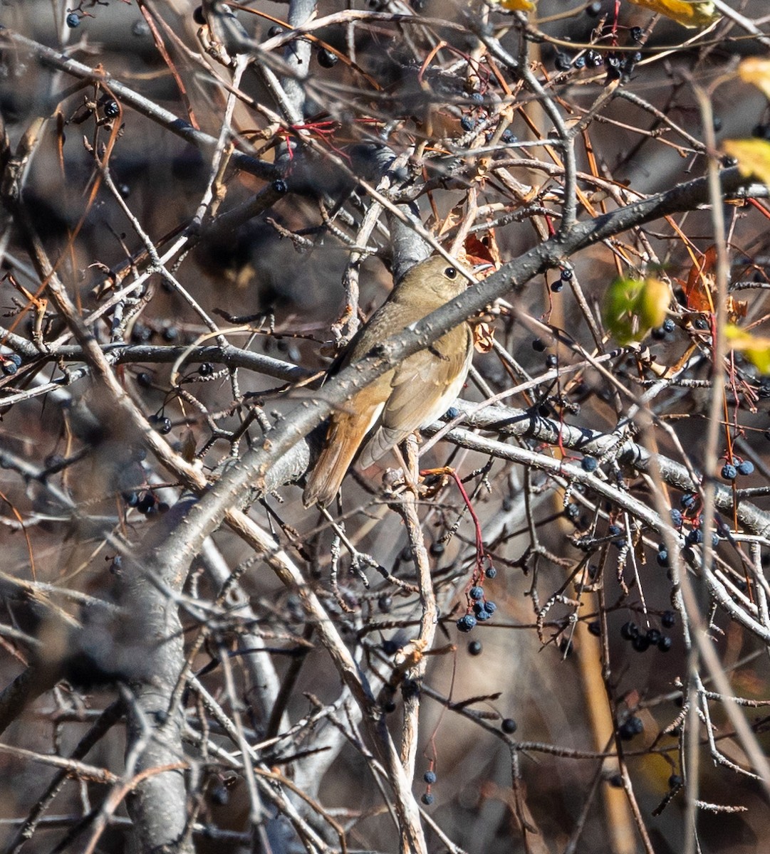 Hermit Thrush - Ric Olson