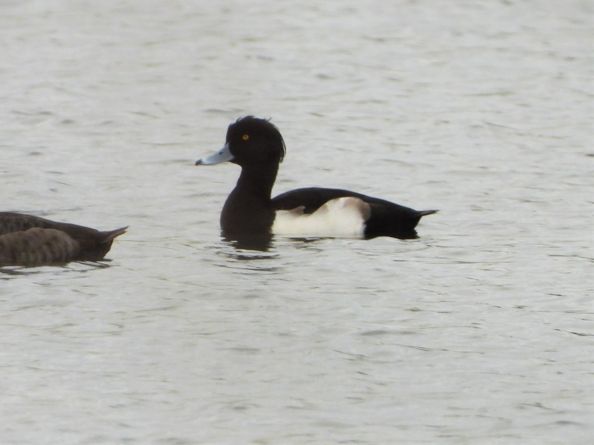 Tufted Duck - ML392066471