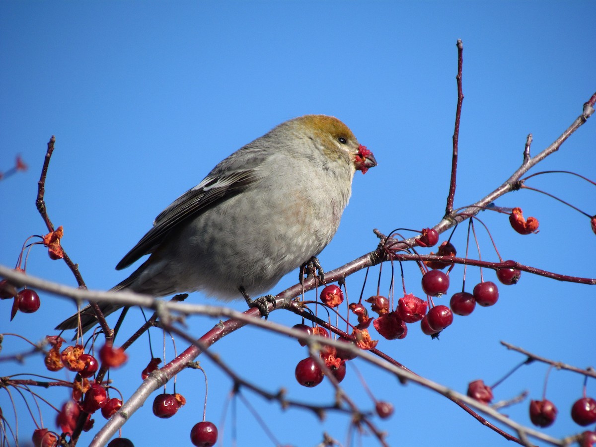 Pine Grosbeak - ML392066921