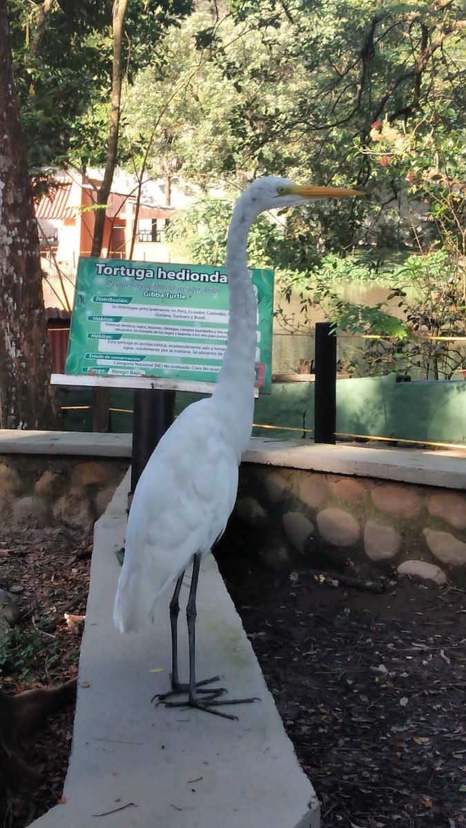 Great Egret - ML392066941