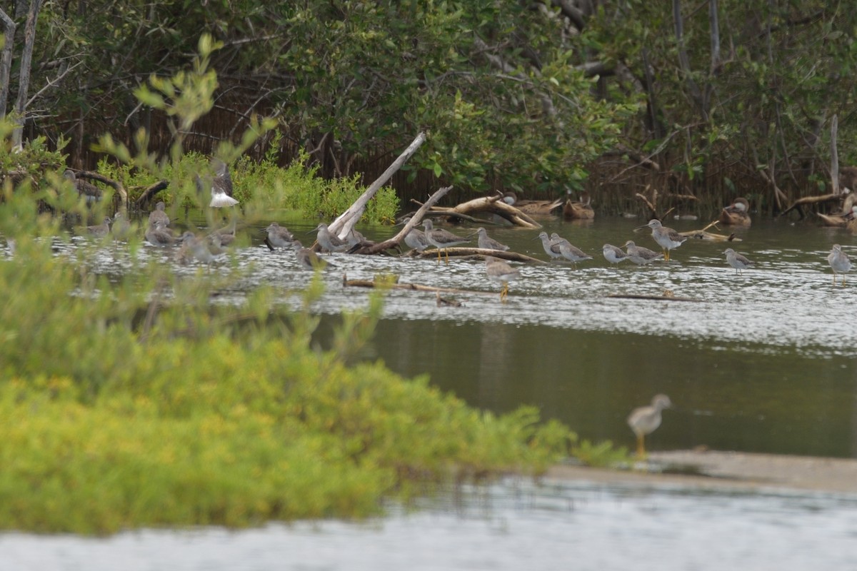 Stilt Sandpiper - ML392067061