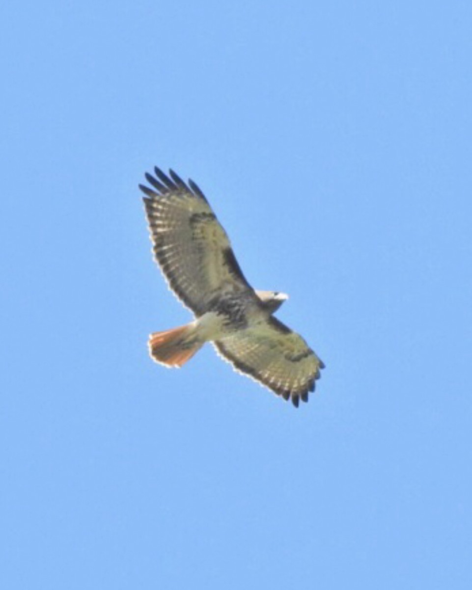 Red-tailed Hawk - ML392068011