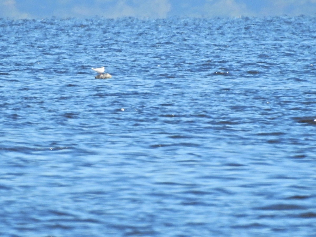 Forster's Tern - ML392068391