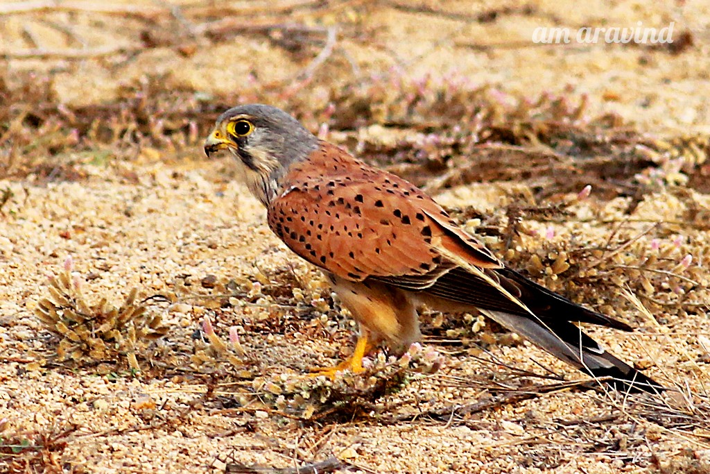 Eurasian Kestrel - ML39206841