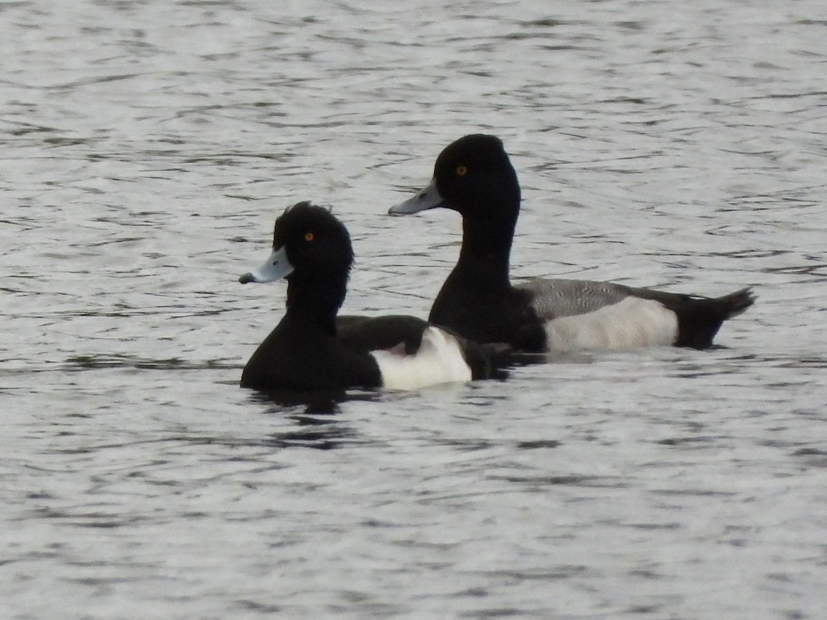 Tufted Duck - ML392069191