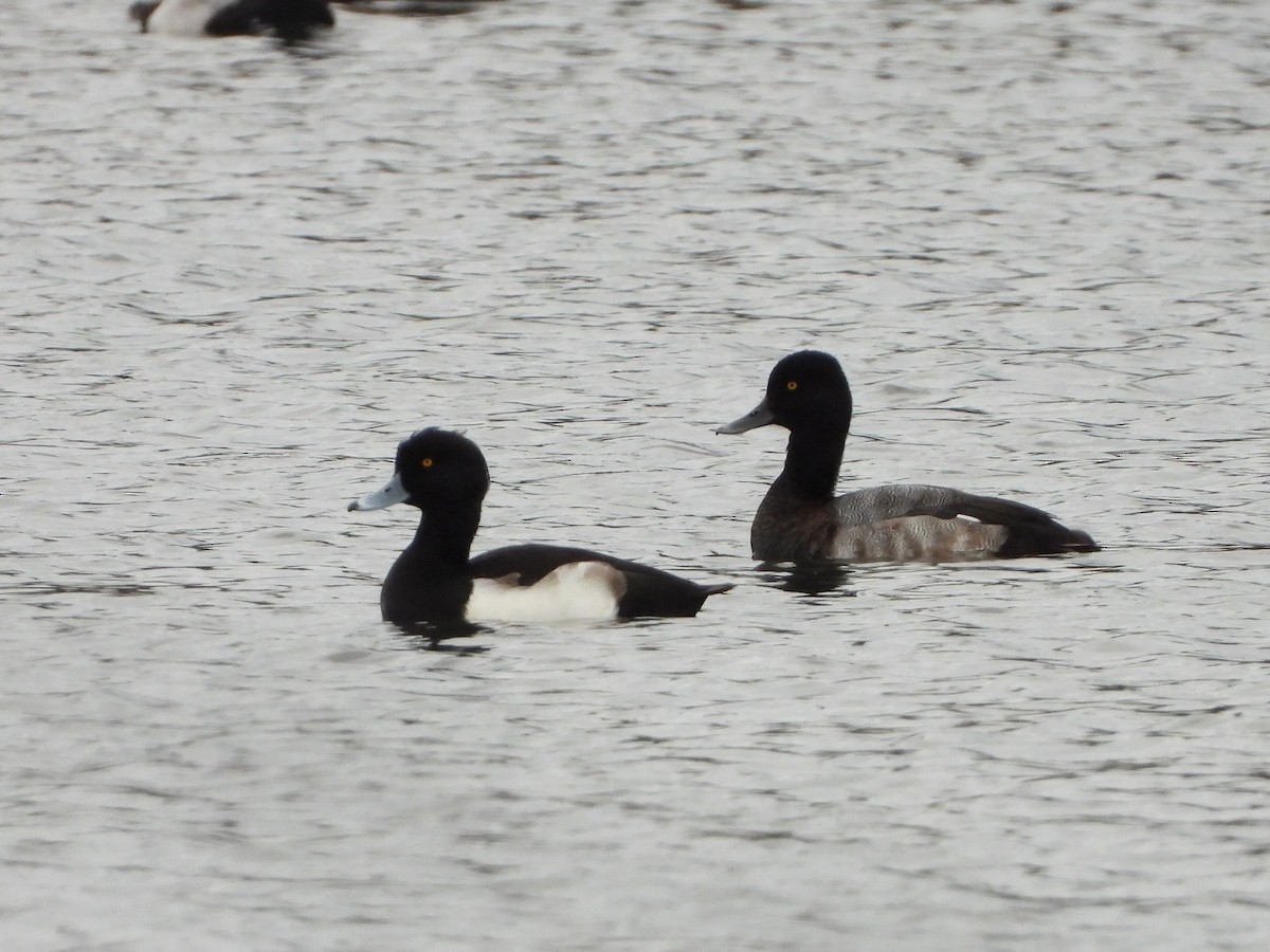 Tufted Duck - ML392069221
