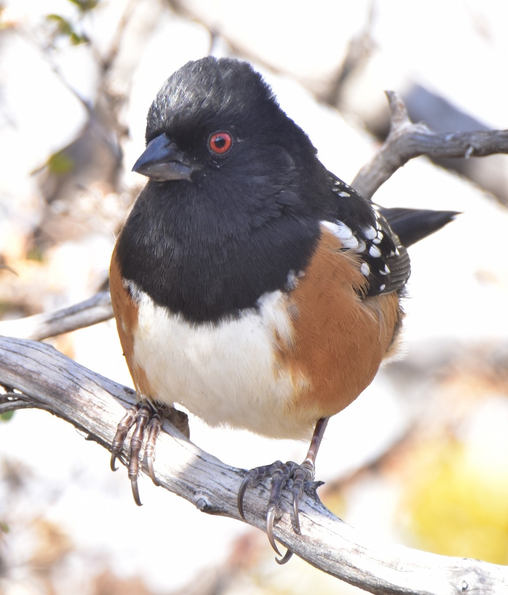 Spotted Towhee - ML392069751