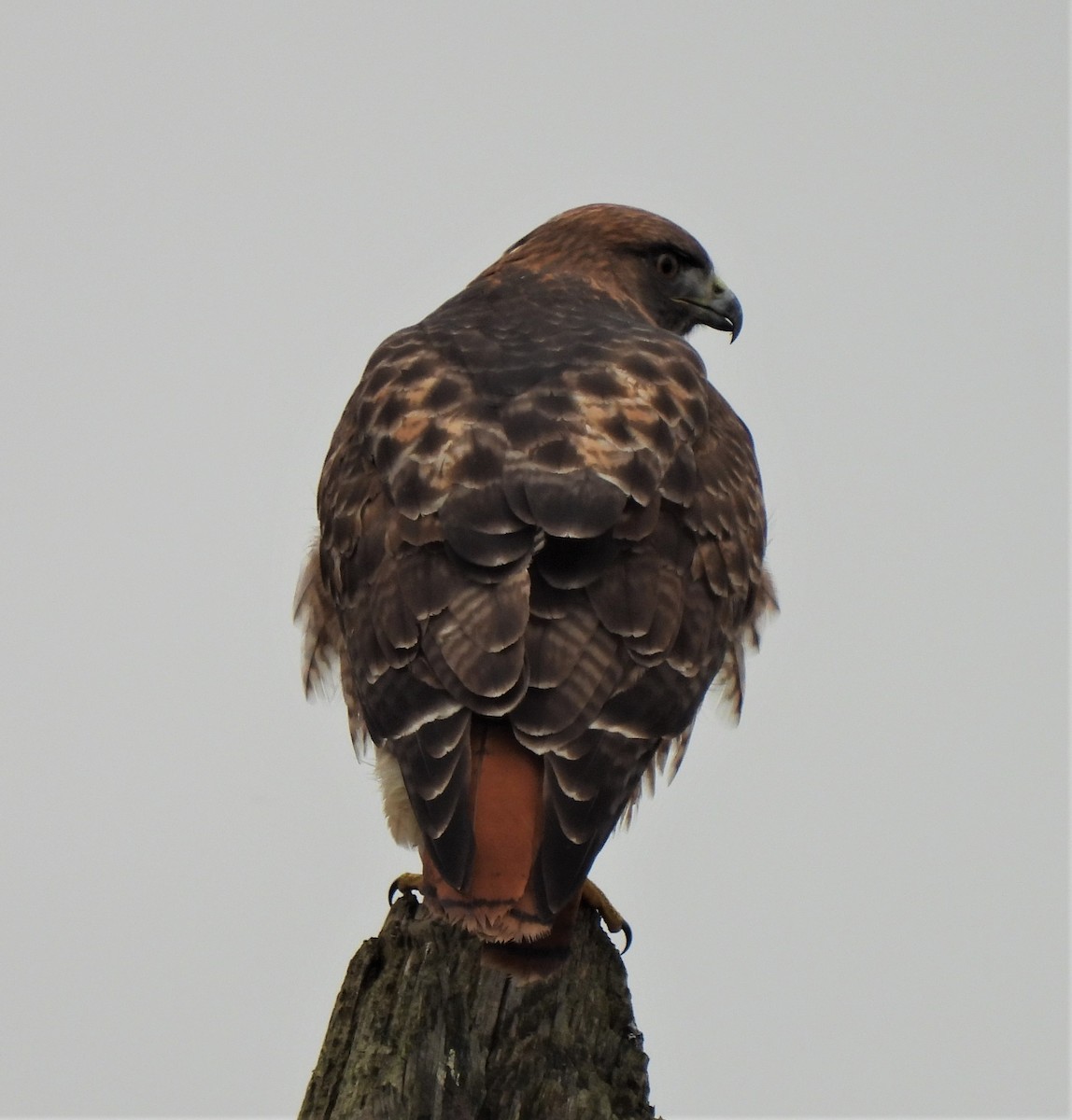 Red-tailed Hawk - ML392070111