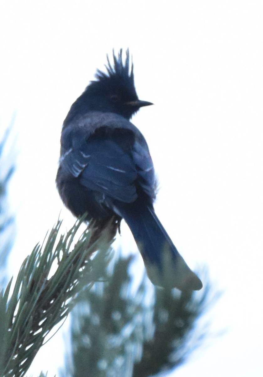 Phainopepla - Leonardo Guzmán (Kingfisher Birdwatching Nuevo León)