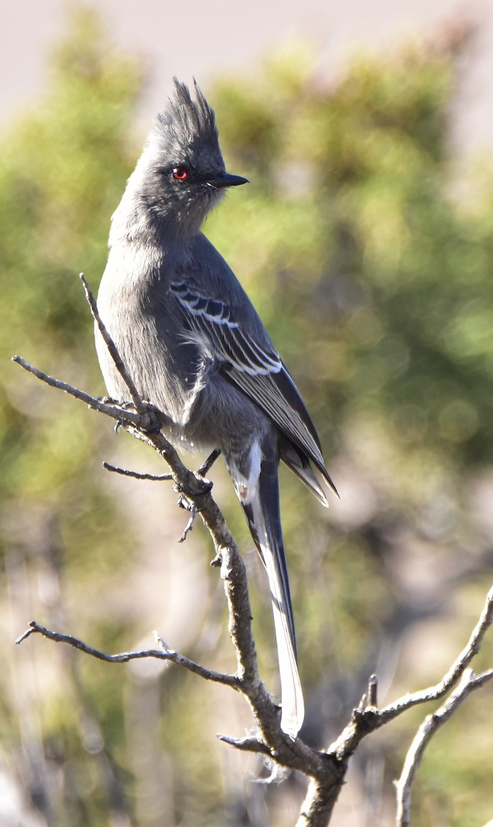 Phénopèple luisant - ML392070261