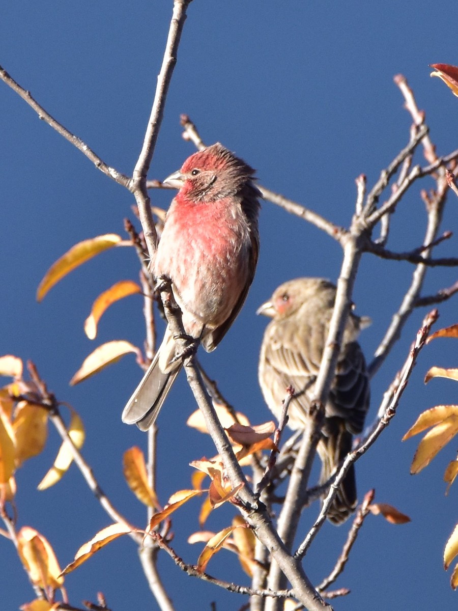 House Finch - ML392070321