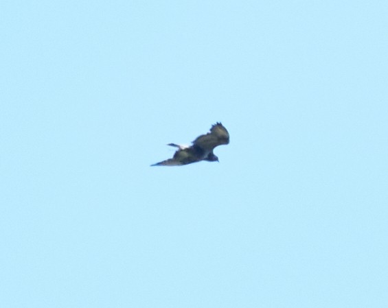 Rough-legged Hawk - ML39207101