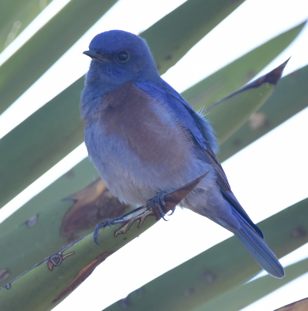 Western Bluebird - Leonardo Guzmán (Kingfisher Birdwatching Nuevo León)