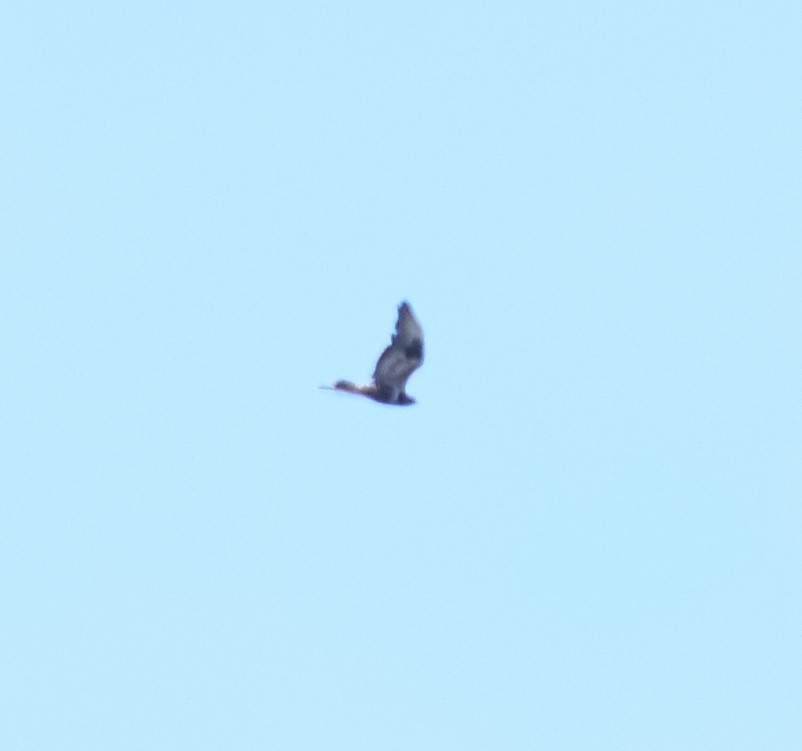 Rough-legged Hawk - Brooke Miller