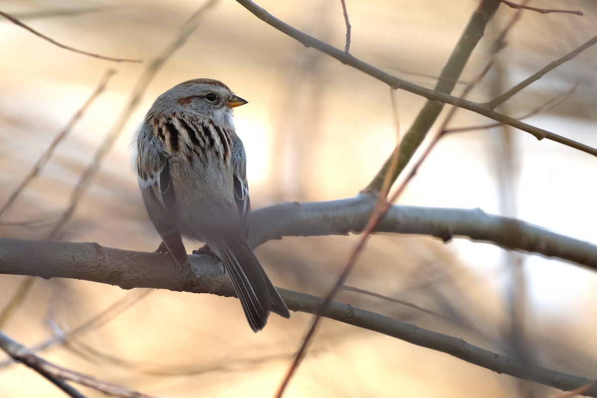 American Tree Sparrow - ML392076041