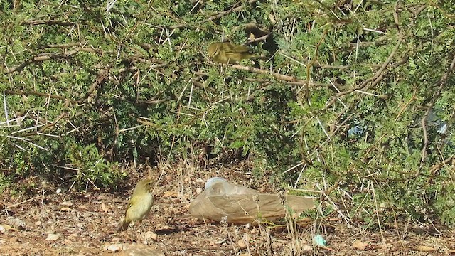 Mosquitero Común (grupo collybita) - ML392078331