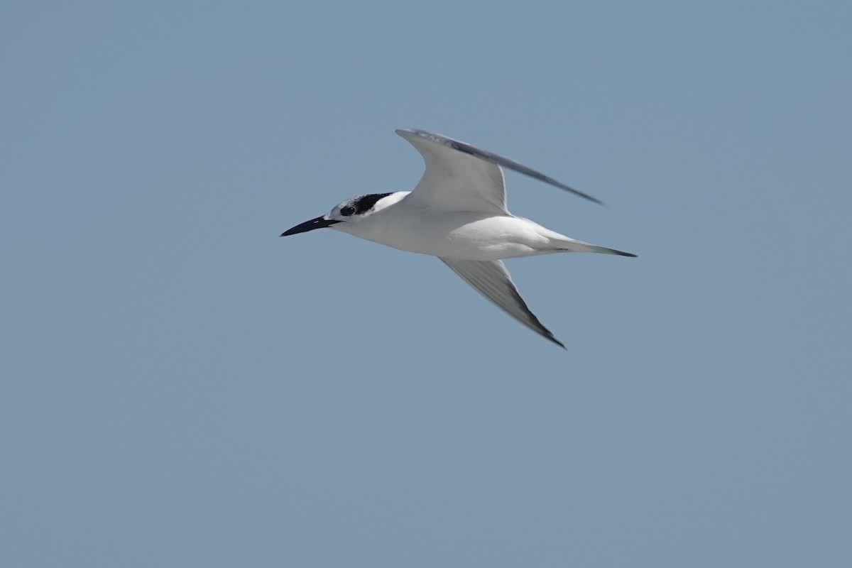 Sandwich Tern - ML392078651