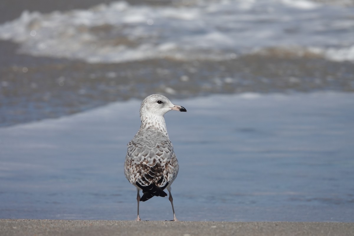Ring-billed Gull - ML392078921