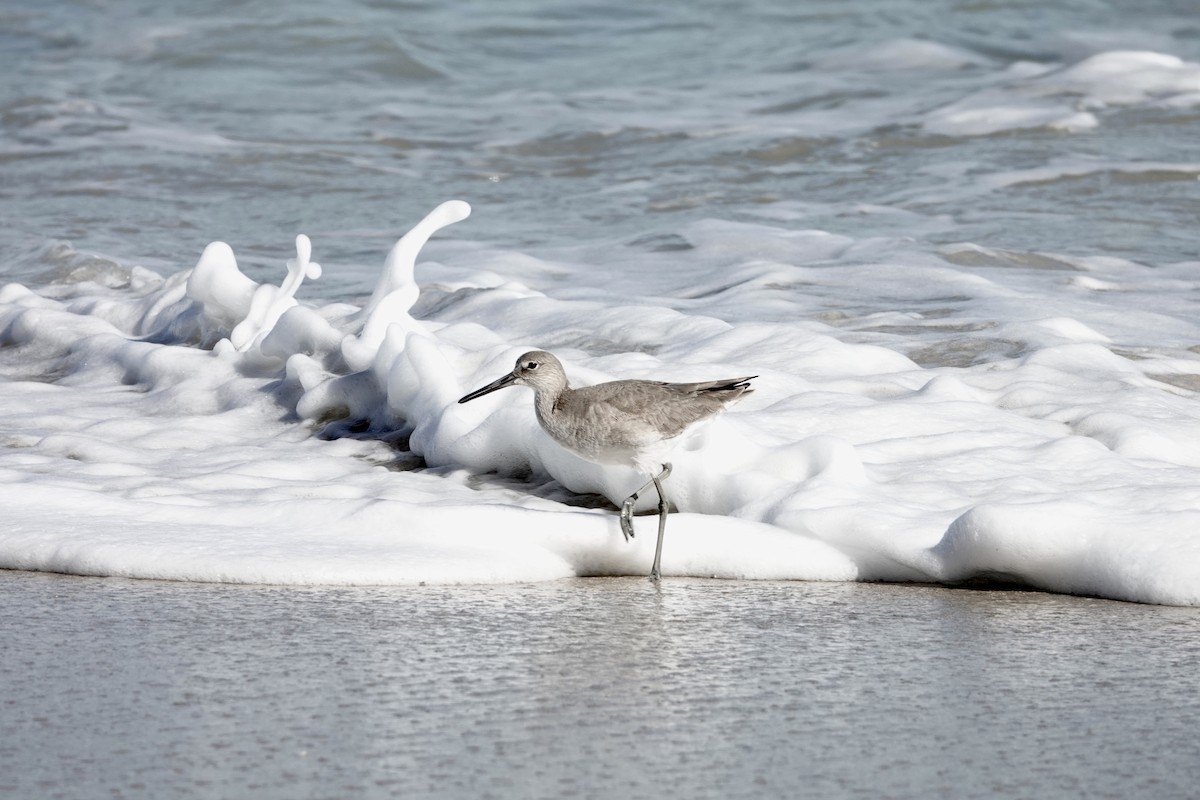Willet - ML392080131