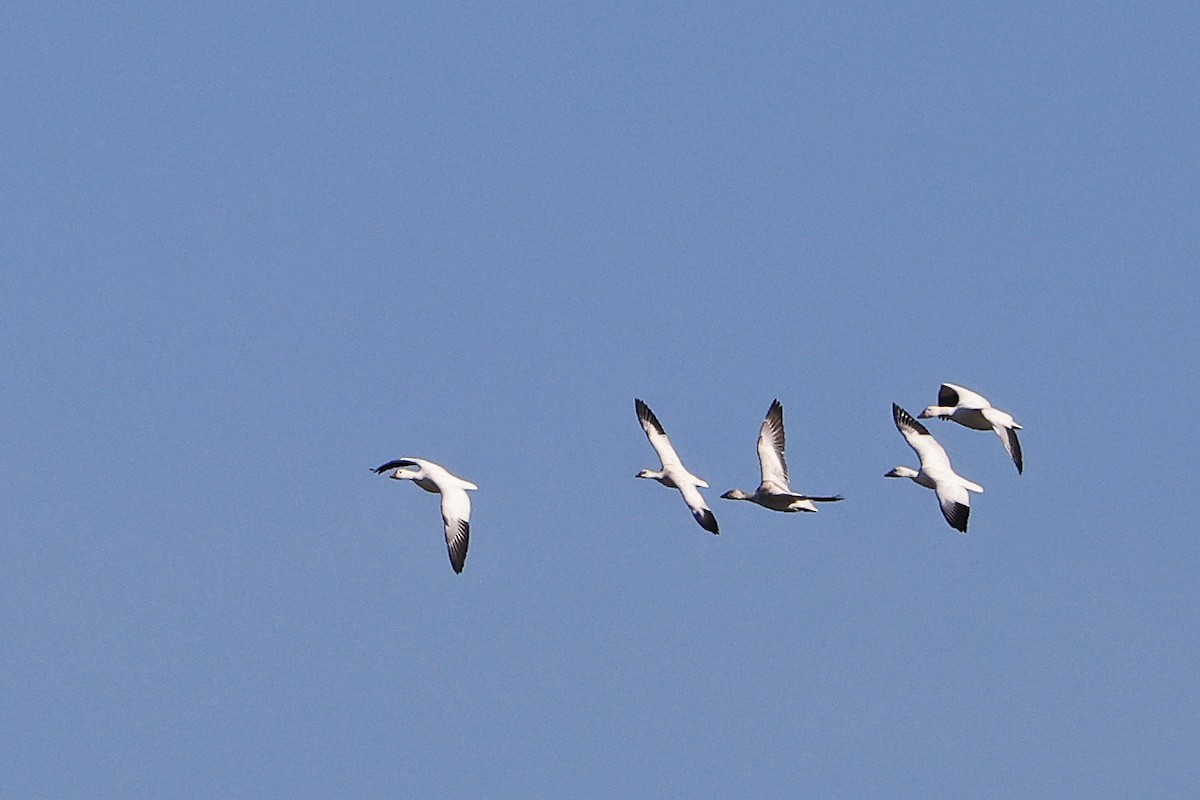 Snow Goose - Leland Shaum