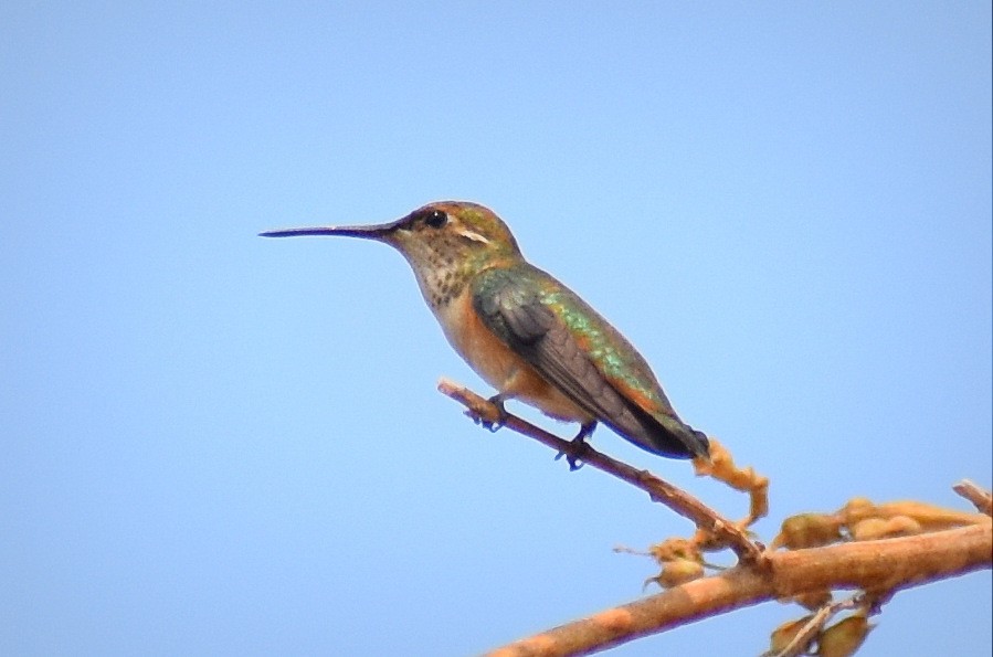 Rufous Hummingbird - ML392082101