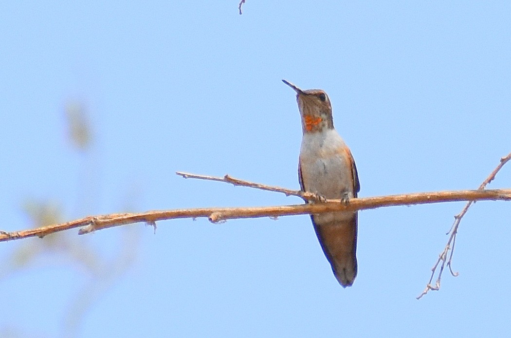 Rufous Hummingbird - ML392082111