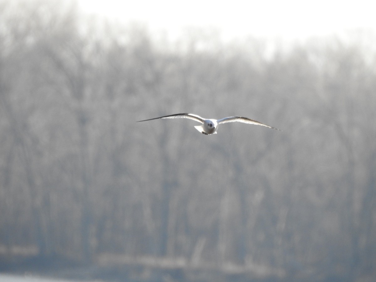 Ross's Gull - ML392082461